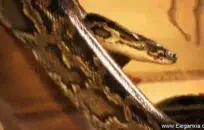 مثير فاتنة الساخنة يحصل على جميع الثقوب لها دمرها الديك الأسود.