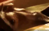 الساخنة سمراء في سن المراهقة مارس الجنس في الحمار من قبل ديك كبيرة.