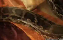 سميكة اللاتينيات وبي بي سي في المؤخرة.