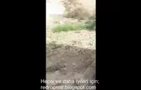 أميليا روز ولعبها كس الرطب.