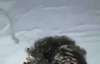 الفيديو الأول والوحيد. آسف على الجودة.