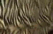 ترصيع الشباب جعل الخروج واللعنة.