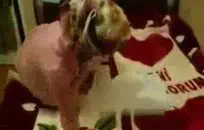 يمارس الجنس بالإصبع مؤخرتي بينما صديقي بعيدًا.